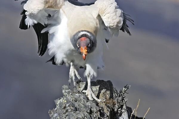 King Vulture - facing. The Andes in Venezuela