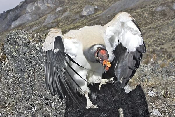 King Vulture - facing camera. The Andes - Merida - Pico De Aguila - Venezuela