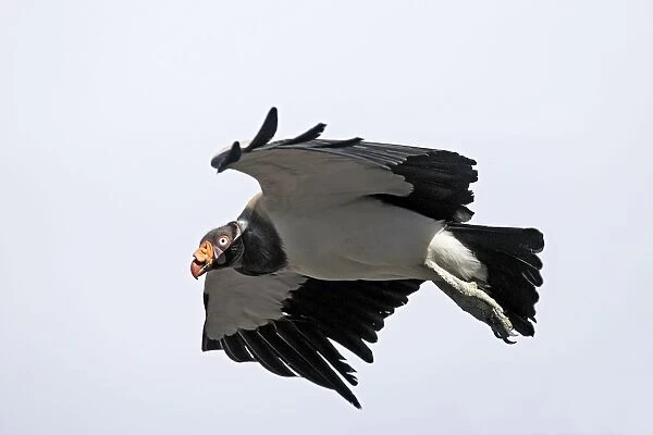 King Vulture - in flight. The Andes - Merida - Pico De Aguila - Venezuela