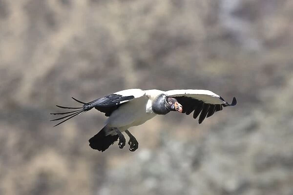 King Vulture - in flight. The Andes - Merida - Pico De Aguila - Venezuela