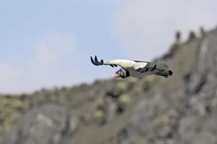 Framed Print : King Vulture - in flight. The Andes - Merida - Pico De Aguila - Venezuela Framed Print : King Vulture - in flight. The Andes - Merida - Pico De Aguila - Venezuela