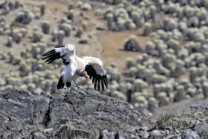 Framed Print : King Vulture - landing. The Andes - Merida - Pico De Aguila - Venezuela Framed Print : King Vulture - landing. The Andes - Merida - Pico De Aguila - Venezuela