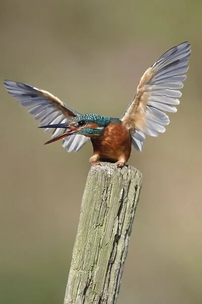Kingfisher - adult female in defensive posture - Cleveland - UK Manipulated Image: RH wing reconstructed