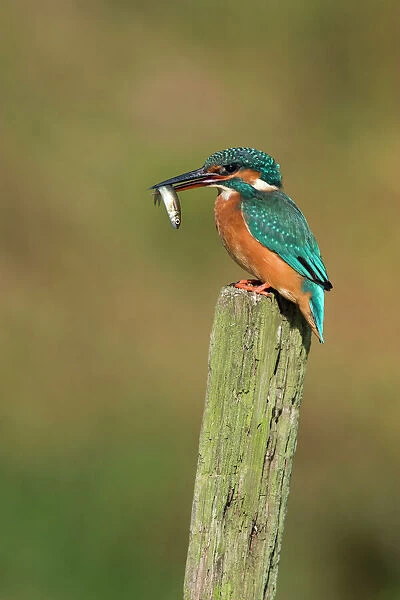 Kingfisher Adult female perched holding a minnow in it's bill. River Leven, Cleveland, UK