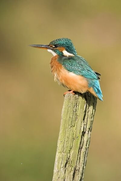 Kingfisher Adult female. River Leven, Cleveland, UK