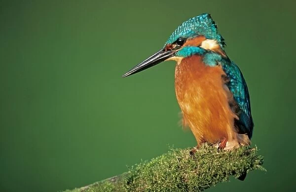 Kingfisher - on a branch