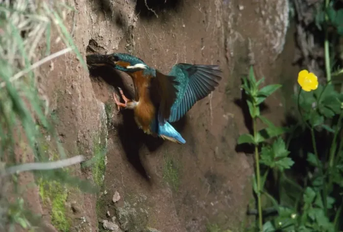 Framed Print : Kingfisher - carrying fish to nest hole Framed Print : Kingfisher - carrying fish to nest hole