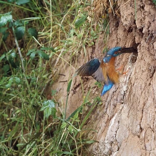Kingfisher - carrying fish to nest hole
