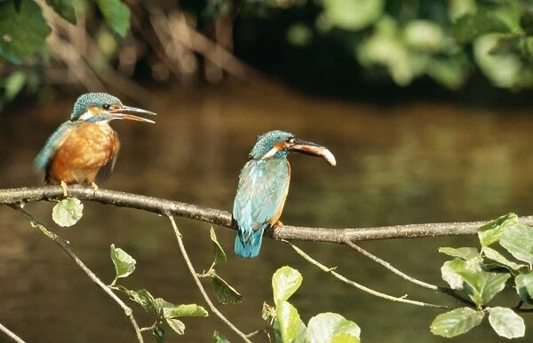 Kingfisher CK 1330 x 2 on branch, one with fish in beak. Alcedo atthis © Chris Knights  /  ARDEA LONDON