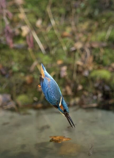 Kingfisher - diving