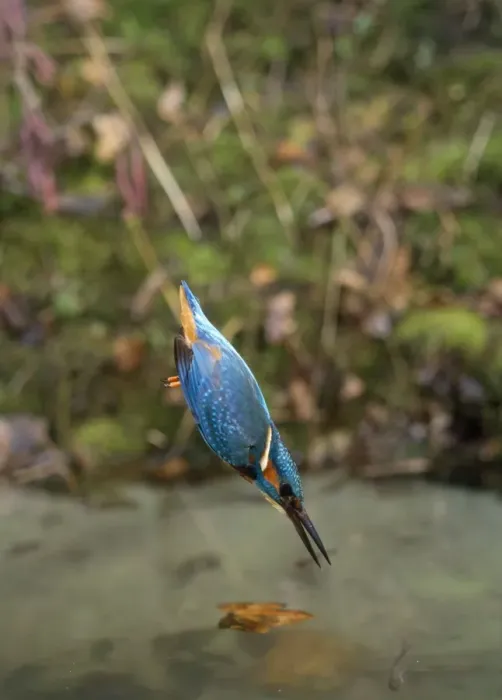 Framed Print : Kingfisher - diving Framed Print : Kingfisher - diving