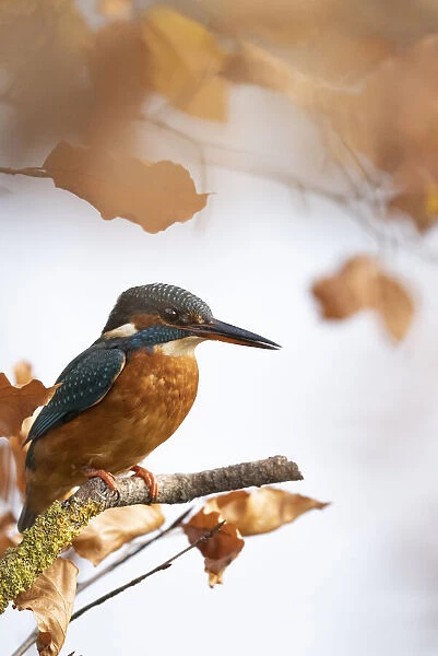 Kingfisher Female waiting to catch a fish amongst Autumn leaves. Bedfordshire UK