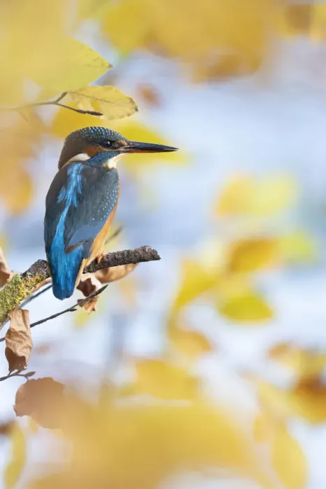 Framed Print : Kingfisher Female waiting to catch a fish amongst Autumn leaves. Bedfordshire UK Framed Print : Kingfisher Female waiting to catch a fish amongst Autumn leaves. Bedfordshire UK
