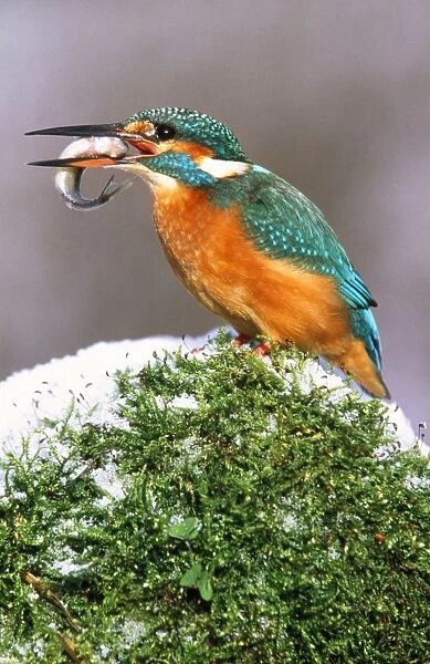 Kingfisher - with fish in beak, in the snow