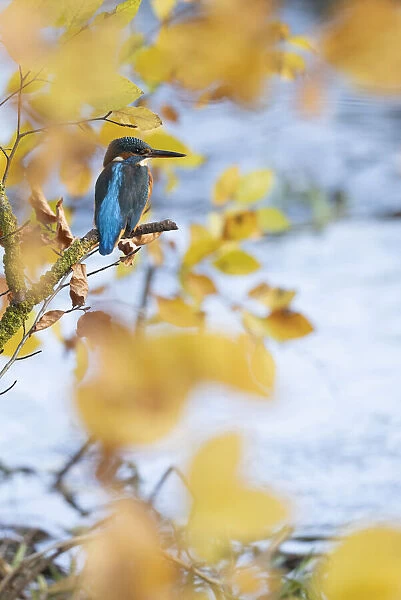 Kingfisher fmale perched by stream in Autumn leaves waiting to catch a fish