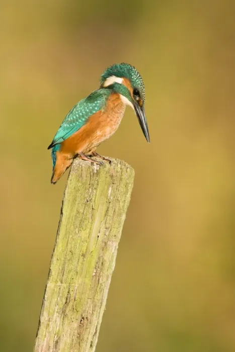 Framed Print : Kingfisher Immature male perched on vantage point looking into water. River Leven, Cleveland, UK