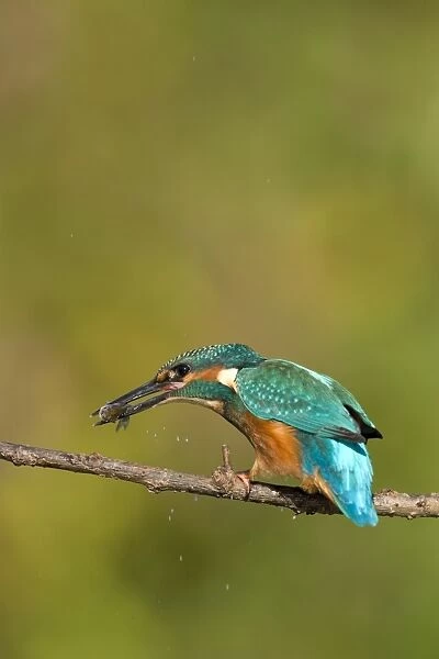 Kingfisher Killing a freshly caught minnow by beating it against the branch. River Leven, Cleveland. UK