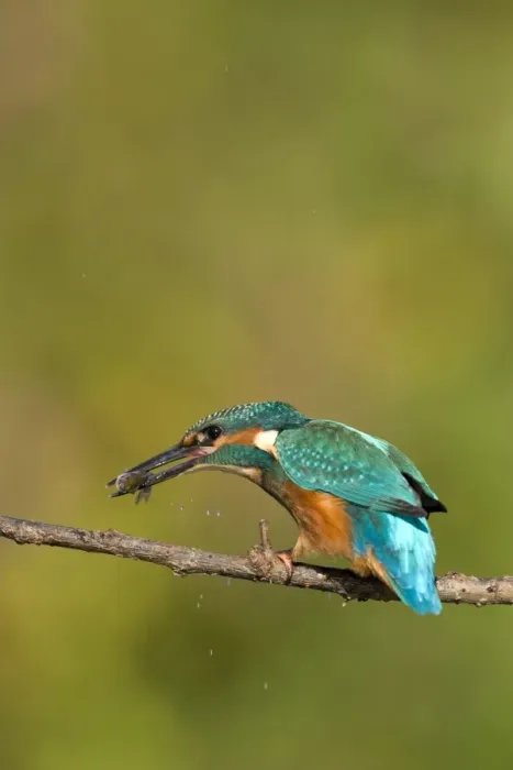 Framed Print : Kingfisher Killing a freshly caught minnow by beating it against the branch. River Leven, Cleveland. UK Framed Print : Kingfisher Killing a freshly caught minnow by beating it against the branch. River Leven, Cleveland. UK