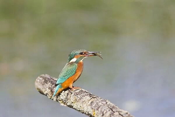 Kingfisher - on perch with fish - Suffolk UK 12083