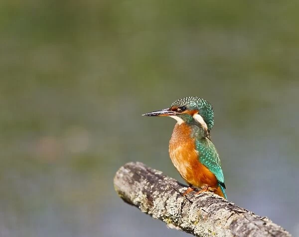 Kingfisher - on perch - Suffolk UK 12084