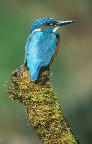 Kingfisher perched on moss covered tree stump