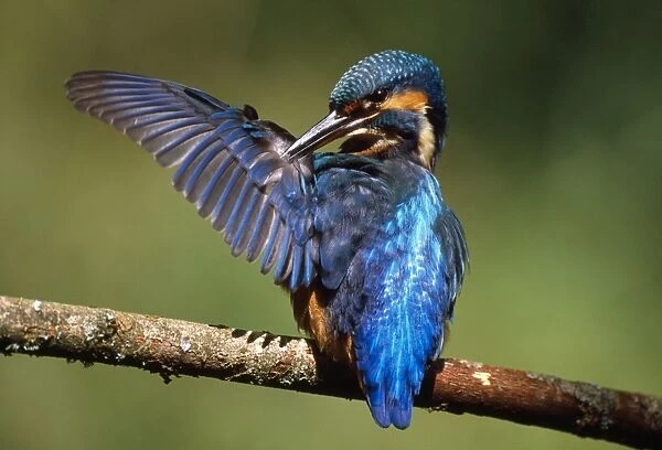 Kingfisher - preening itself