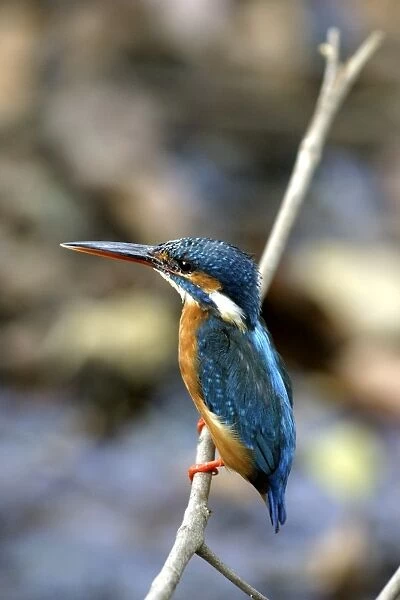 Kingfisher - showing bright blue plumage. France