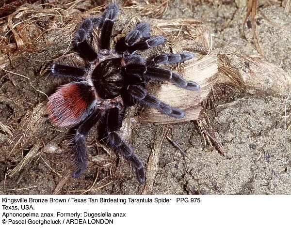 Kingsville Bronze Brown  /  Texas Tan Bird-eating Spider