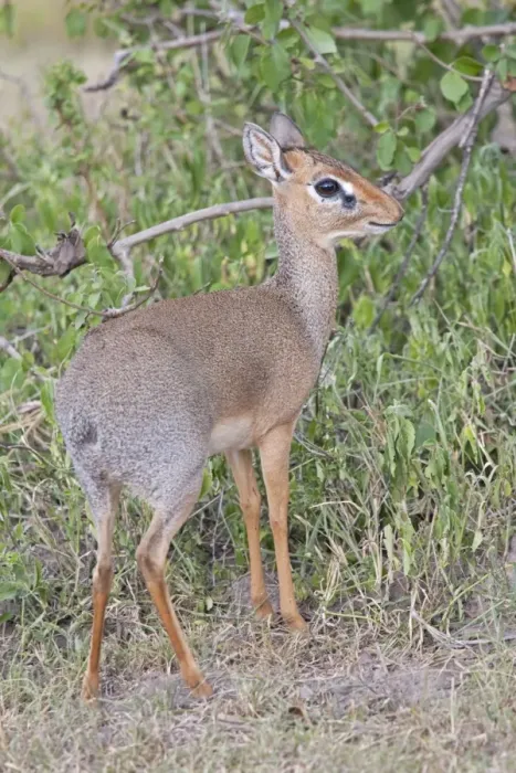 Framed Print : Kirk's Dik-dik - Maasai Mara North Reserve Kenya Framed Print : Kirk's Dik-dik - Maasai Mara North Reserve Kenya