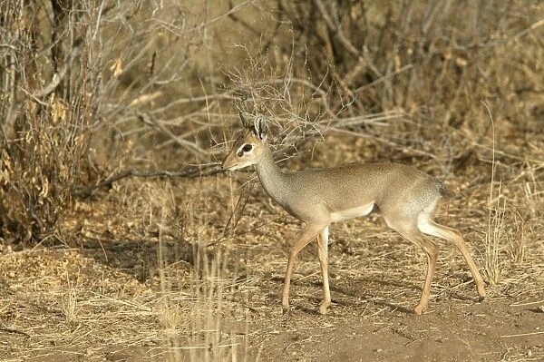 Kirk's Dik-dik. Samburu National Park - Kenya - Africa