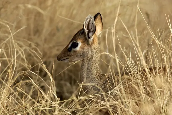 Framed Print : Kirk's Dik-dik. Samburu National Park - Kenya - Africa Framed Print : Kirk's Dik-dik. Samburu National Park - Kenya - Africa