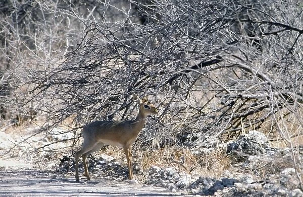 Kirk's dik-dik sheltering in shade of bush. Typical concentrate selector, feeding on leaves, shoots and fruits. Occurs in Northwest Namibia and Southwest Angola. Etosha National Park, Namibia