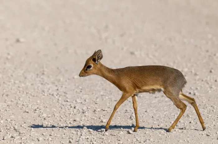 Framed Print : Kirk's Dikdik - crossing road - Etosha National Park - Namibia Framed Print : Kirk's Dikdik - crossing road - Etosha National Park - Namibia