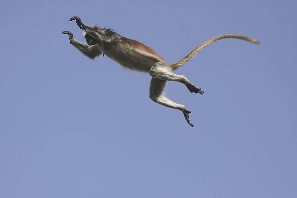 Kirk's  /  Zanzibar Red Colobus Monkey - in mid-air jumping - Zanzibar - Tanzania
