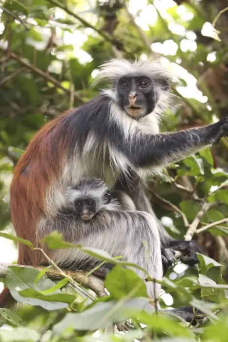 Framed Print : Kirk's  /  Zanzibar Red Colobus Monkey - mother with young - Zanzibar - Tanzania