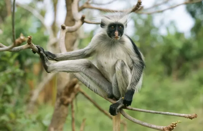 Framed Print : Kirks / Zanzibar Red Colobus Monkey RS 101 Colobus kirki © Robyn Stewart / ardea. com Framed Print : Kirks / Zanzibar Red Colobus Monkey RS 101 Colobus kirki © Robyn Stewart / ardea. com