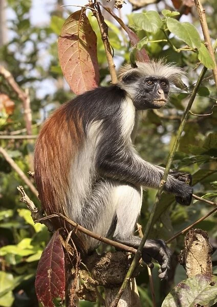 Kirk's  /  Zanzibar Red Colobus Monkey - in tree - Zanzibar - Tanzania
