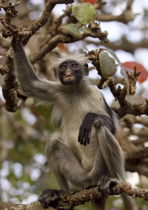 Framed Print : Kirk's / Zanzibar Red Colobus Monkey - in tree - Zanzibar - Tanzania Framed Print : Kirk's / Zanzibar Red Colobus Monkey - in tree - Zanzibar - Tanzania