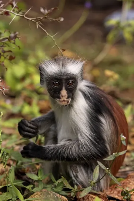 Framed Print : Kirk's / Zanzibar Red Colobus Monkey - Zanzibar - Tanzania Framed Print : Kirk's / Zanzibar Red Colobus Monkey - Zanzibar - Tanzania