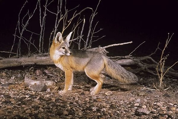 Kit Fox. WW-491. KIT FOX. Vulpes macrotis