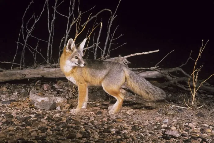 Framed Print : Kit Fox. WW-491. KIT FOX. Vulpes macrotis Framed Print : Kit Fox. WW-491. KIT FOX. Vulpes macrotis