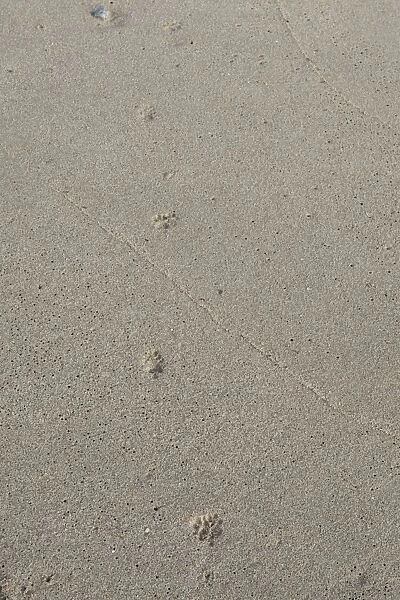 Kit Fox - tracks on beach - San Jose Island, Baja CA, Mexico