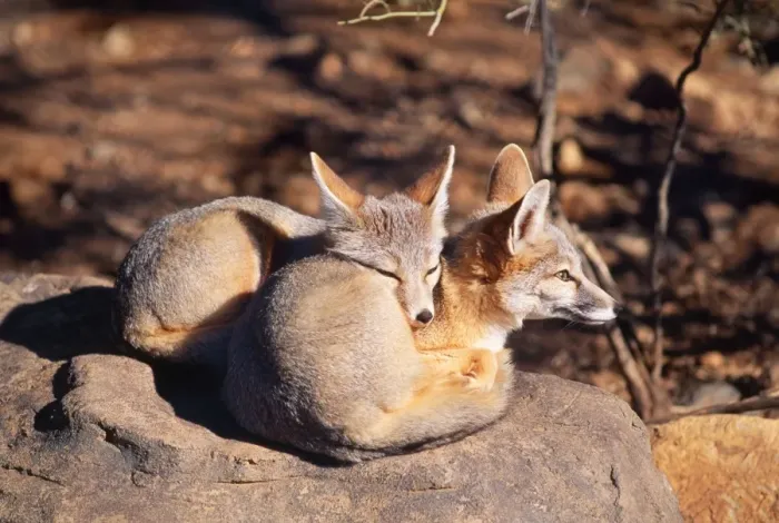 Framed Print : Kit Fox - x 2 Framed Print : Kit Fox - x 2