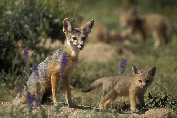 Kit Fox - with young - Arizona - Feeds on small desert rodents