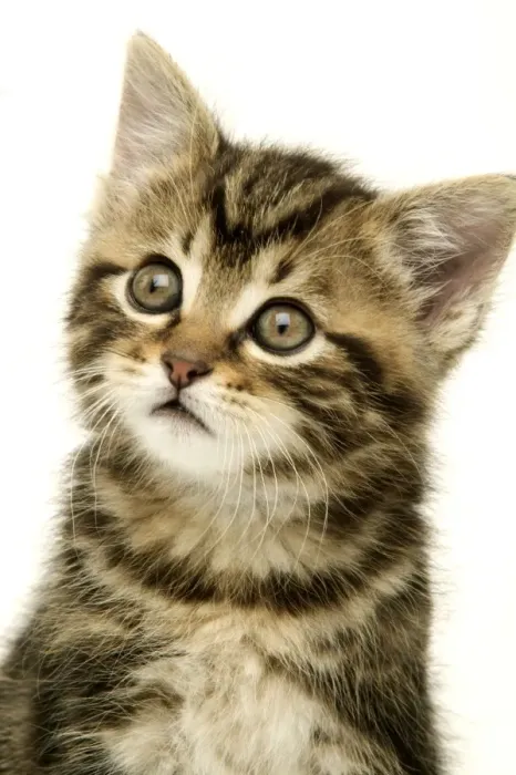 Framed Print : Kitten. LA-723. CAT - Kitten, close-up. Jean Michel Labat Framed Print : Kitten. LA-723. CAT - Kitten, close-up. Jean Michel Labat