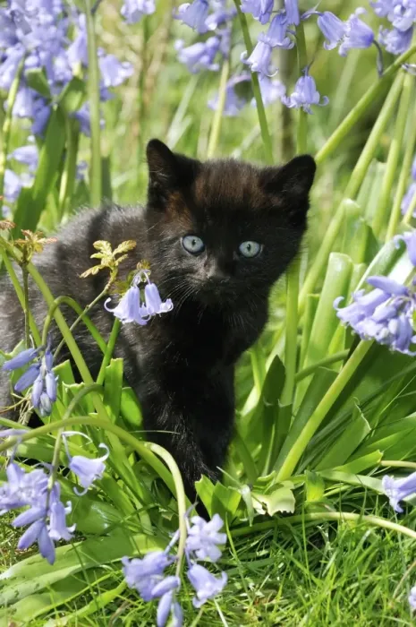 Framed Print : KITTEN. ( black ) in bluebells Framed Print : KITTEN. ( black ) in bluebells
