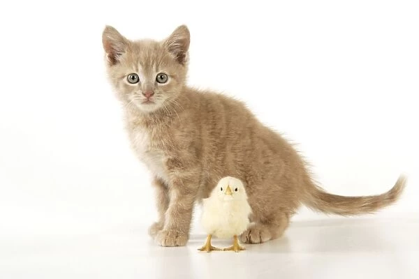 Kitten with chick