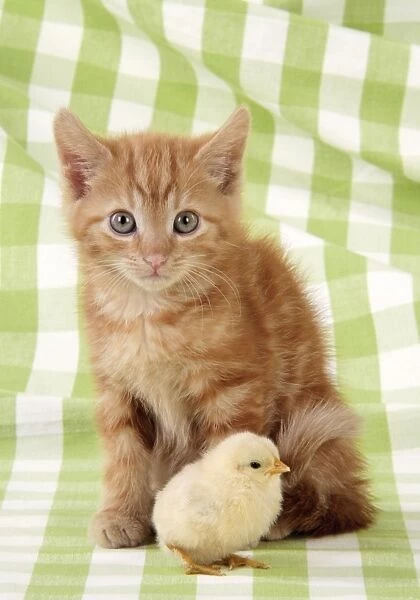 Kitten with chick