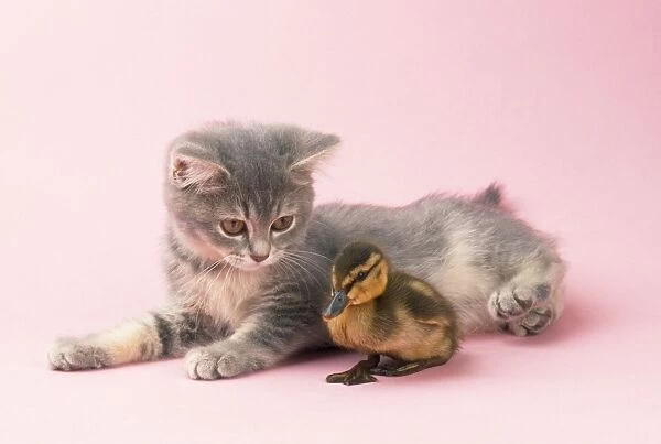 Kitten & Ducling