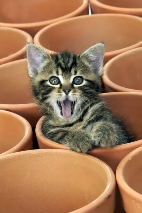Framed Print : Kitten in flower pot Framed Print : Kitten in flower pot